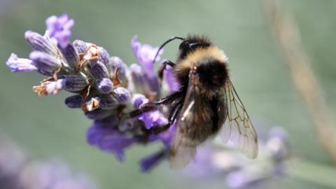 Bee pollinating