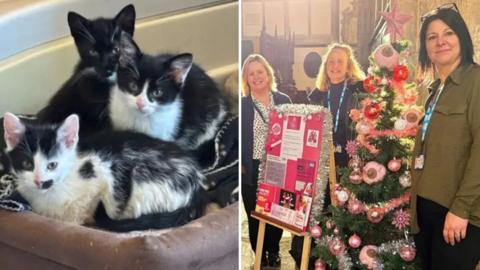 Two images: on the left, three black-and-white kittens are sitting together in a soft pet bed. On the right, a decorated Christmas tree adorned with pink and silver ornaments, including baubles and a star topper, stands next to an informational display board covered in pink and white papers.