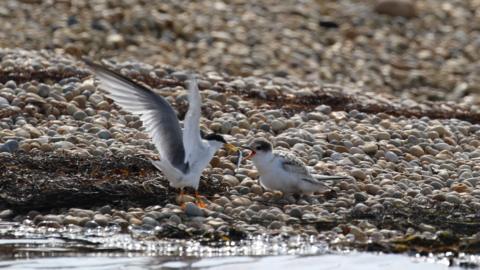 A little tern feeding its chick on Chesil Beach. The birds are on the pebbles by the water. The adult has its wings spread. It is a sunny day.