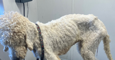 An emaciated dog of an uncertain breed standing with its head bowed and turned away from the photographer with its haunches thin and with a loose collar around its neck.