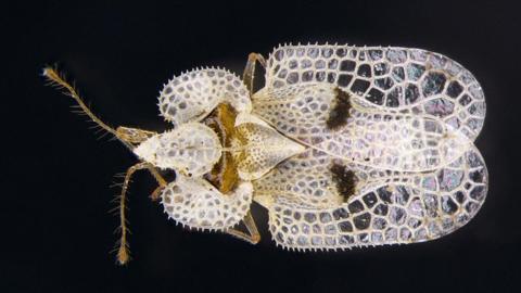 Plane lace bug