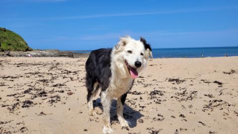 A black and white border collie standing on a sandy beach with his tongue out. The sky is blue and the sea can be seen in the background.