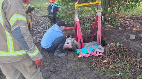Firefighters and rescuers work to free a pony trapped in a hole. The pony is supported by bright red lifting straps attached to a metal frame, while one rescuer kneels close, holding the animal’s head.