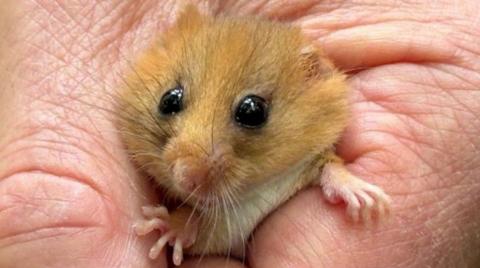 A hazel-coloured dormouse in the hand of the dormouse officer.