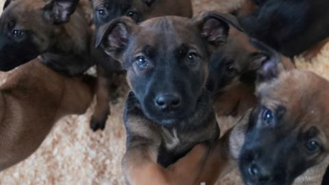 A group of small brown and black puppies jumping and looking at the camera