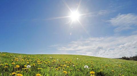 Wild meadow on summers day.