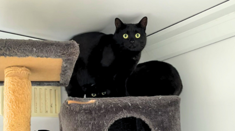 Two black cats with green eyes sit on a cat jungle gym.