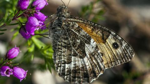 A brown and white-coloured grayling butterfly resting on purple bell heather flowers and leaves.