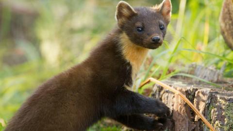 An image of a brown and yellow furred creature with small eyes and large ears climbing on a wooden stump surrounded by green leaves. 