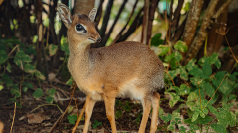 Small antelope