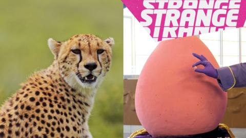 A cheetah and a giant chocolate egg