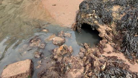An open pipe on the beach opening into the sea is covered in seaweed and the water flowing from it is dark brown.