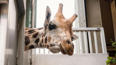Stanley, a young male giraffe, peers out from the side of his enclosure. He has distinctive brown patches across his neck and face, and two small horns. 