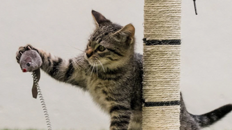 A tabby cat stretching out a paw to play with a cat toy on a spring, attached to a scratching post.