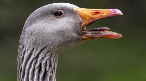 Greylag goose