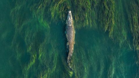 Huge saltwater crocodile swimming through reeds in the Ord River photographed from a drone point of view, Kununurra, The Kimberley, Western Australia, Australia - stock photo