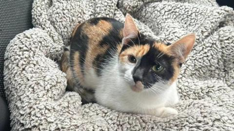 Mini laying on a grey blanket with her paws curled up. Half of her face is covered in a black fur and the rest is white and ginger. Her eyes are green. 