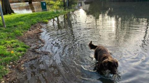 Dog in floodewater in Winterbourne