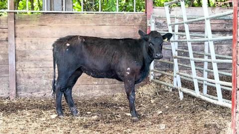 Beau Lucy the cow seen in her pen