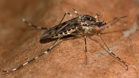 A picture of culiseta annulata, also known as a banded mosquito, on what appears to be a leaf