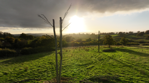 The sun is shining through the clouds and on to a green field on an autumnal day. Two thin dead trees, with branches, are standing in the middle of the field. Trees and bushes surround the field and roll into the distance.