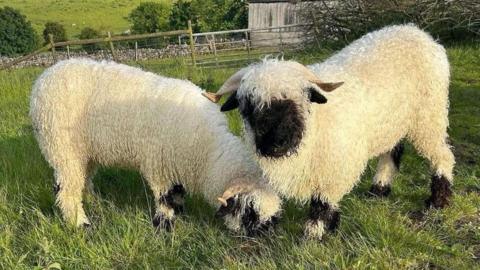 Two sheep in a field