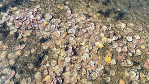 Hundreds of the oyster sprats fixed to scallop shells in the water 