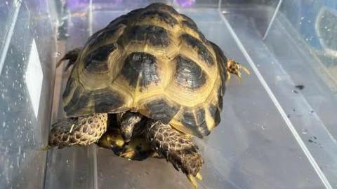 A baby tortoise, in a white plastic box. It has a yellow and brown shell and has its arms and legs sticking out. 
