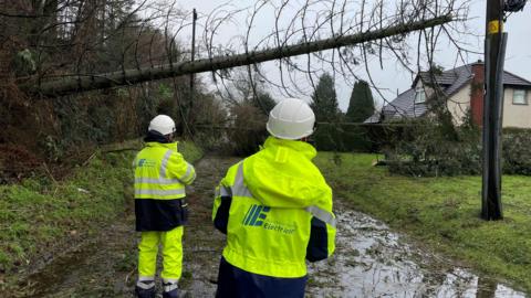 Electricians look at a tree that has hit a power line.