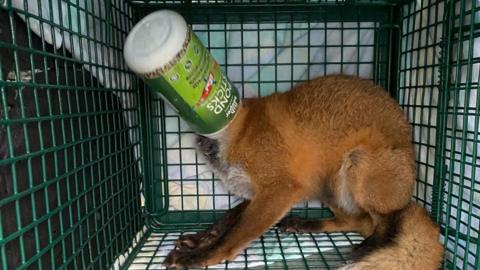 A fox in a cage with a green plastic tube stuck on its head