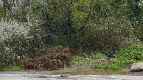 The pile of garden waste left in Vinery Lane is full of brown branches and clippings. There is a puddle of water on the tarmac in front of the pile and trees and shrubs surrounding it.