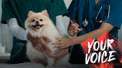 A fluffy Pomeranian dog with light beige fur at a vet being held by a veternary assistant in dark green scrubs while a vet in dark blue scrubs gives the dog an injection