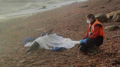 Pebble beach with dolphin lying under white sheet with marine medic crouched by its side and large waves approaching the beach with cliffs behind