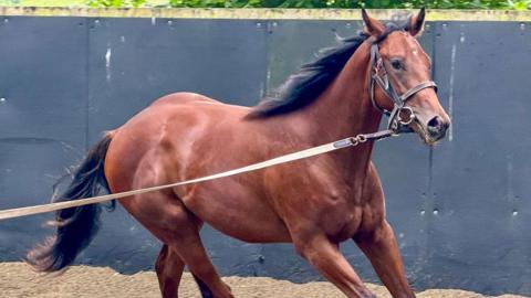 A racehorse being trained 