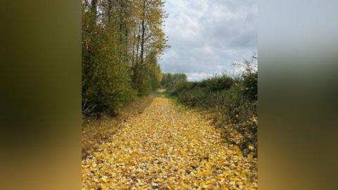 Yellow and brown leaves litter a path with yellow-like trees mixed in with green. 