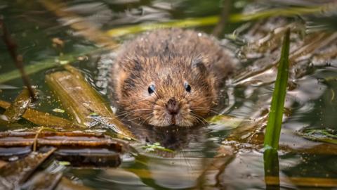 A water vole swims in a stream with branches and other small bits of vegetation floating in it.