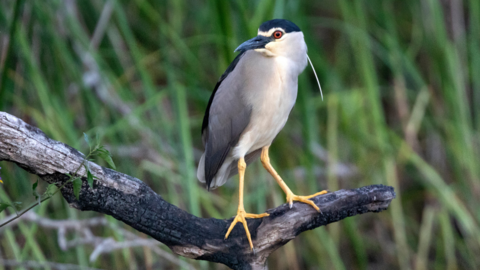 A night heron is standing on a branch. It has white plumage and black wings.