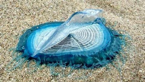A round blue sea creature with a transluencent sail lying on a pebbly beach