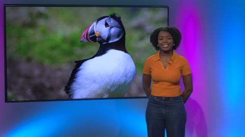 Emma-Louise in the studio with a puffin in the screen