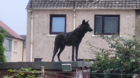 A black wolfdog on the roof of a garden shed