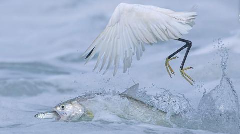 bird trying to catch fish, eating a fish