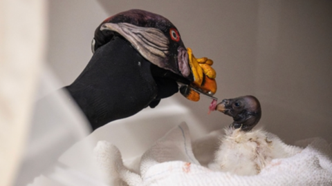 Puppet of an adult vulture feeding a baby vulture chick which is sitting on a white blanket 
