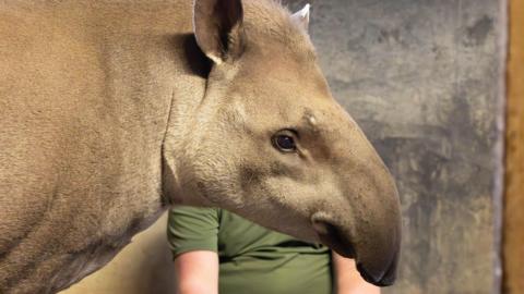 A side view of the tapir showing its trunk and grey and white fur. A person is obscured in the background behind the animal. 