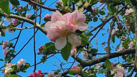Pink cherry blossom on branches with green leaves and bright blue sky behind