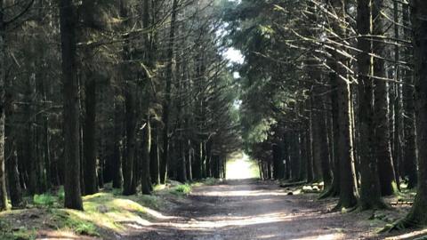 A road through a plantation with trees either side