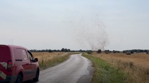 Dust devil of wheat in a Cambridge field