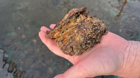 A brown crusty oyster is being held in an outstretched hand over a pool of water. In the water hundreds of other oysters can be seen.