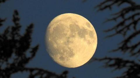 A full moon surrounded by branches of trees 