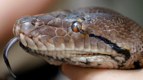 A close-up of a python's head, which has brown scaly skin, a red eye and its tongue protruding from its mouth