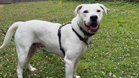 A white Labrador cross wearing a harness stands in a garden.